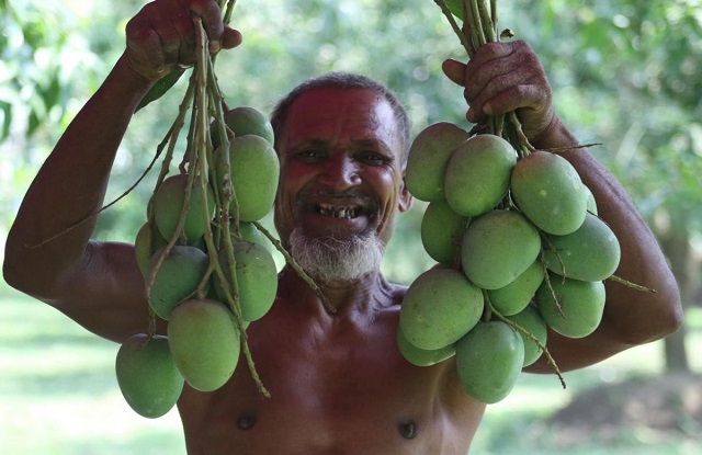 গোবিন্দভোগ আম (10 KG) - Image 5