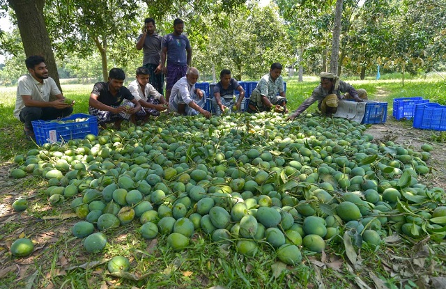 গোবিন্দভোগ আম (10 KG) - Image 4